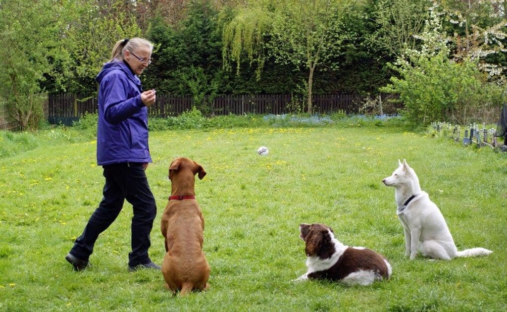 Training Programmes Best Buddies Dog Training