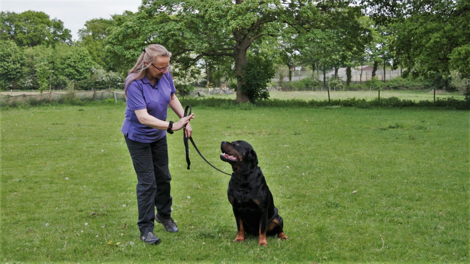 Home Best Buddies Dog Training